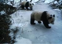 Tracking Panda Mother and Cub