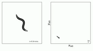 The new model turns computer-generated worm poses into lifelike motion