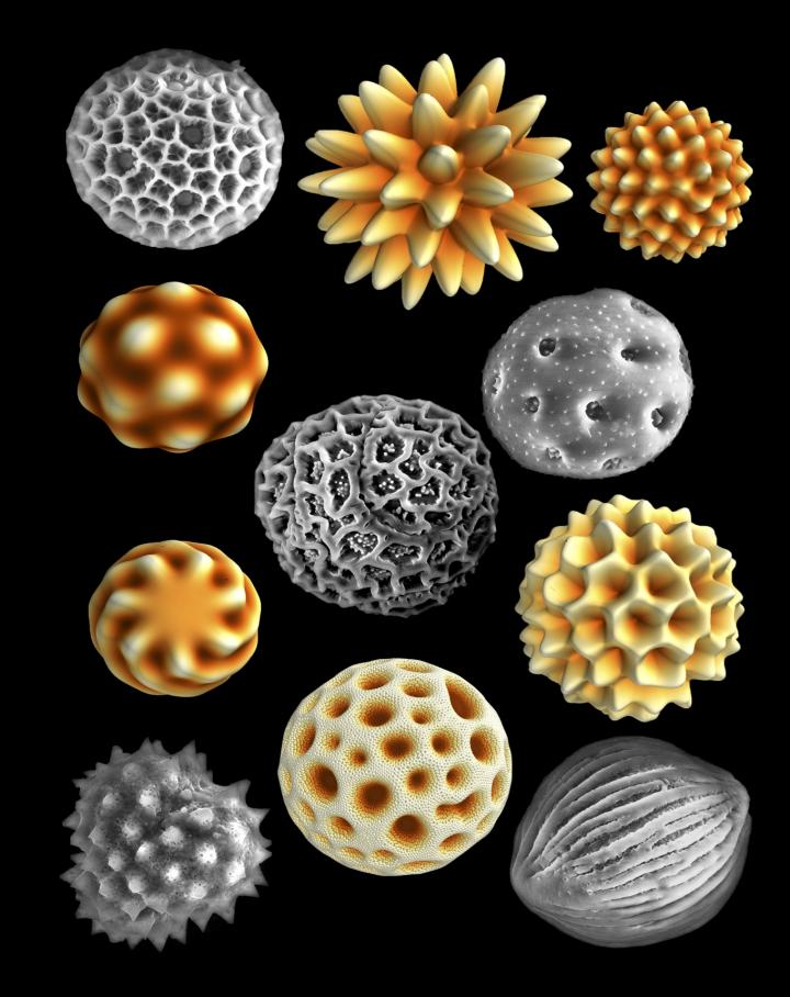 Nature prefers asymmetrical pollen grains, st | EurekAlert!
