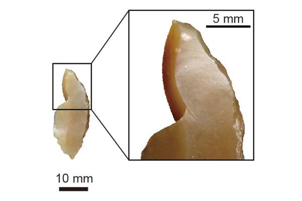 Insight into Competitive Advantage of Modern Humans over Neanderthals