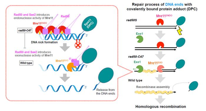 Role of Sae2 protein in regulating nuclease activity during yeast DNA repair.