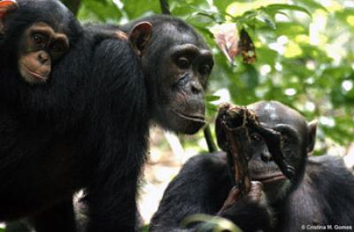 Female Chimpanzee Begging for Food