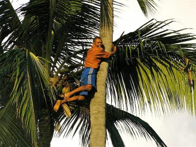 Collecting Coconut DNA