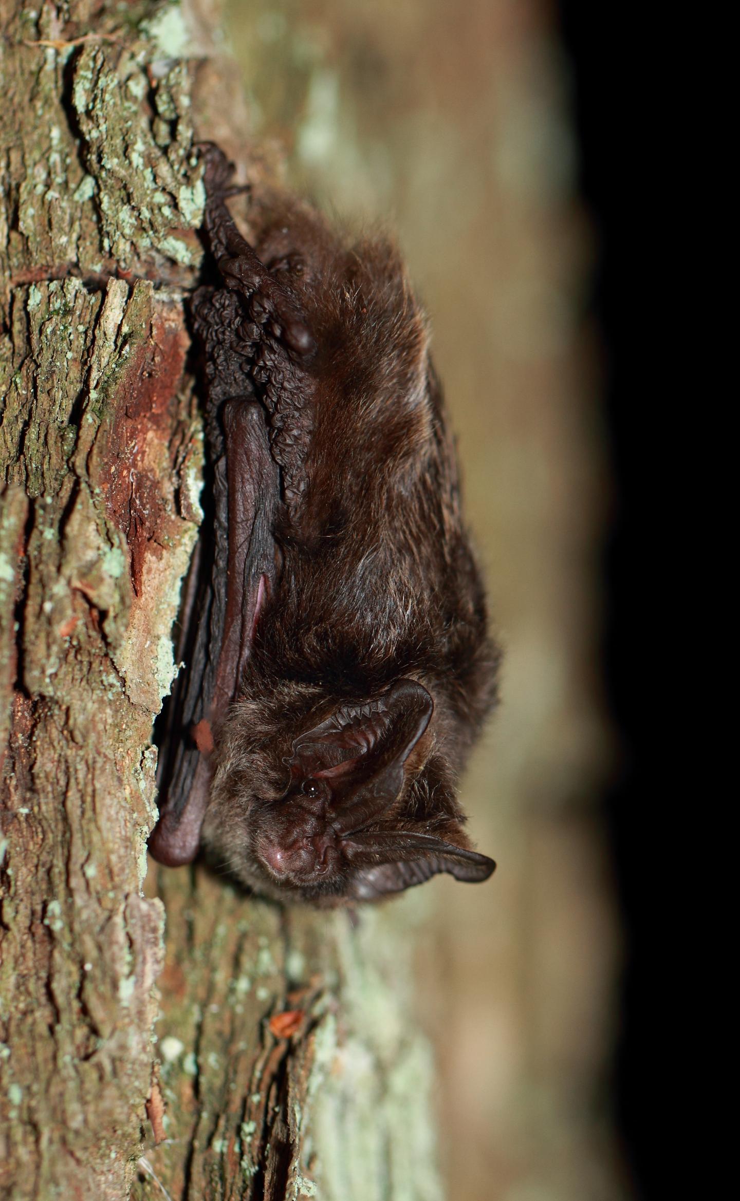 Research Examines How Insect Outbreaks Affect Forests and Bats