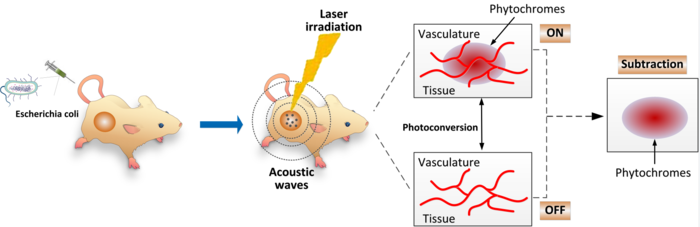 Schematic diagram of the bacteria-based in vivo delivery system for photoswitchable chromoproteins