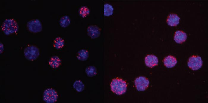 Wild type C/EBPα vs. C/EBPαR35A