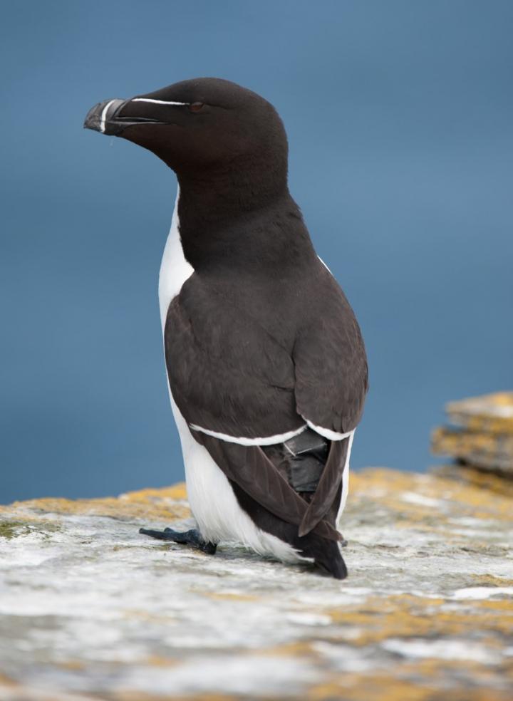 Razorbill with GPS Tag