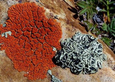 The Green Rock-Posy Lichen