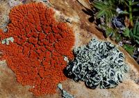 The Green Rock-Posy Lichen