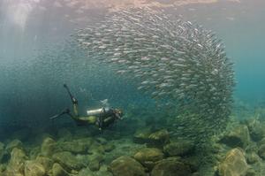 Scuba diver and sardines