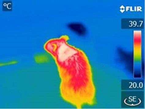 Thermal Image