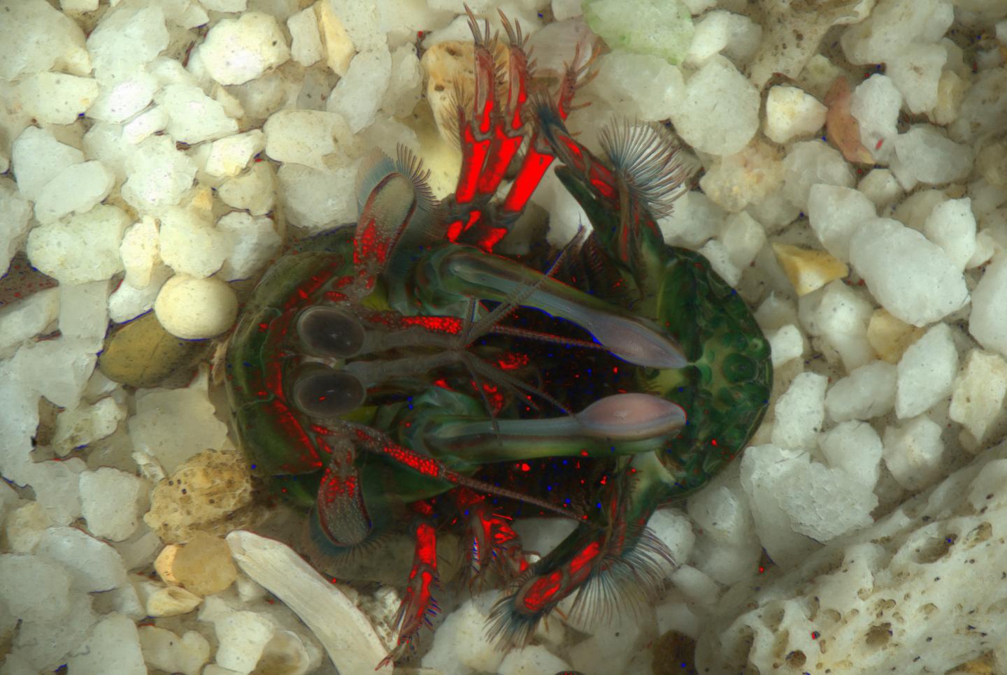 Mantis Shrimp Reflect and Detect Circular Polarising Light