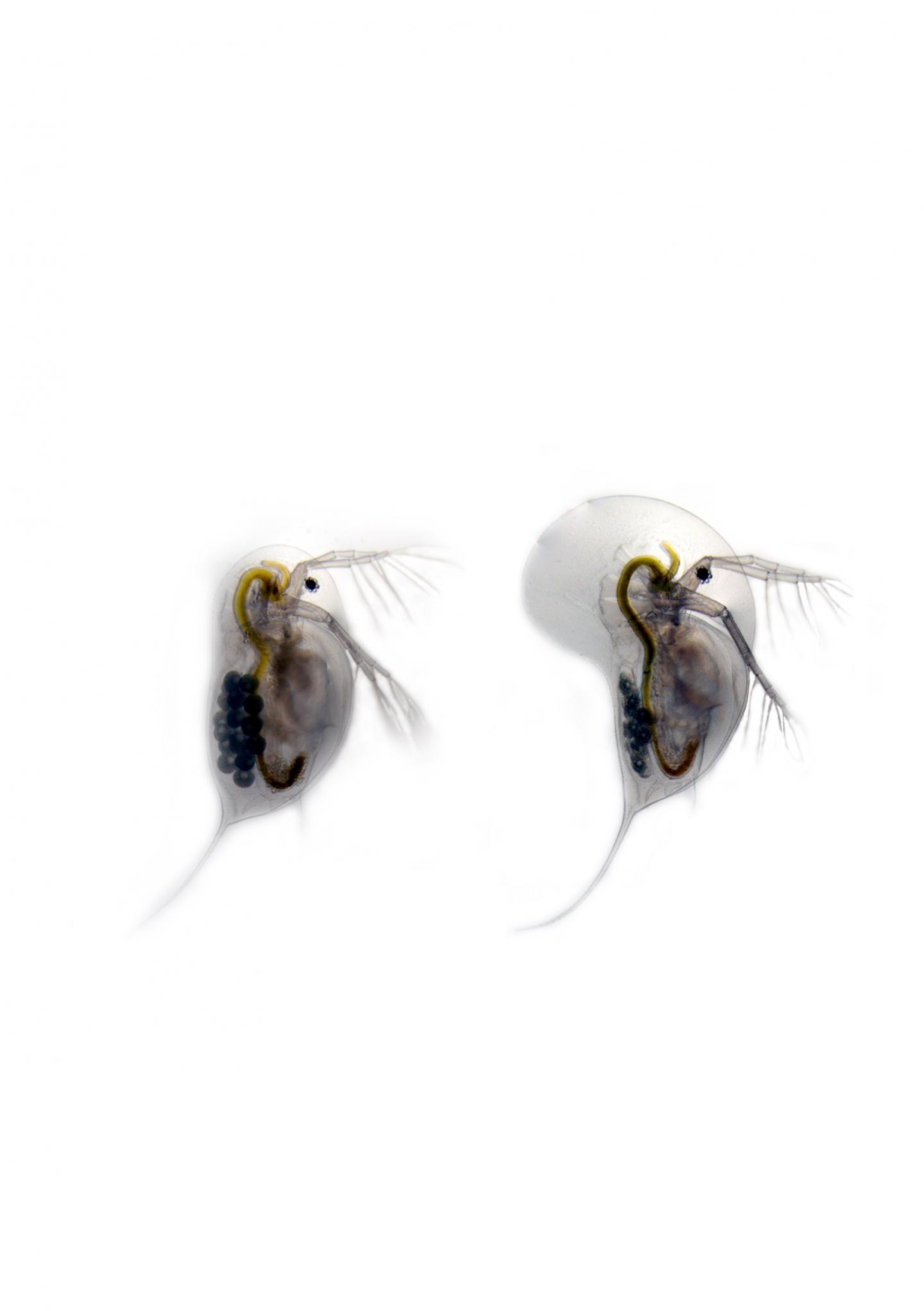 <em>Daphnia longicephala</em>