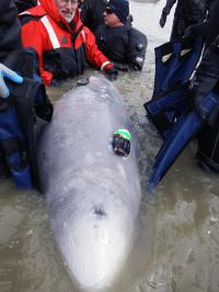 Hearing Tests on Wild Whales