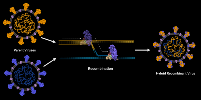 Pressreleaseillustrationupd Image Eurekalert Science News Releases 6582