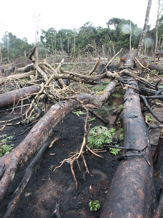 Deforestation In Africa