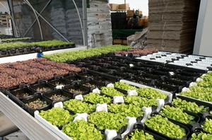 Microgreens made to order: Italian scientists - Vimarsana News