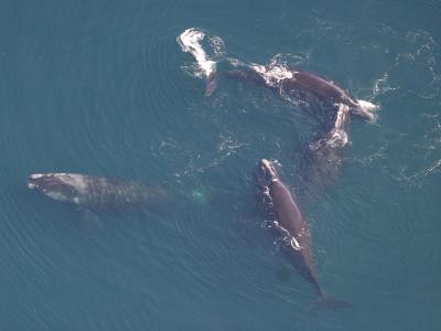 Group of Four North Atlantic Right Whales