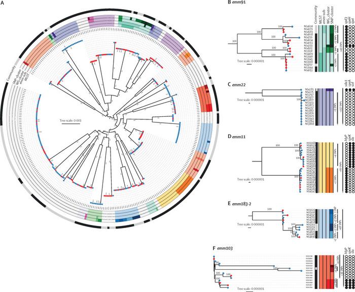 Maximum-likelihood phylogeny of 320 whole-genome sequences of Streptococcus pyogenes