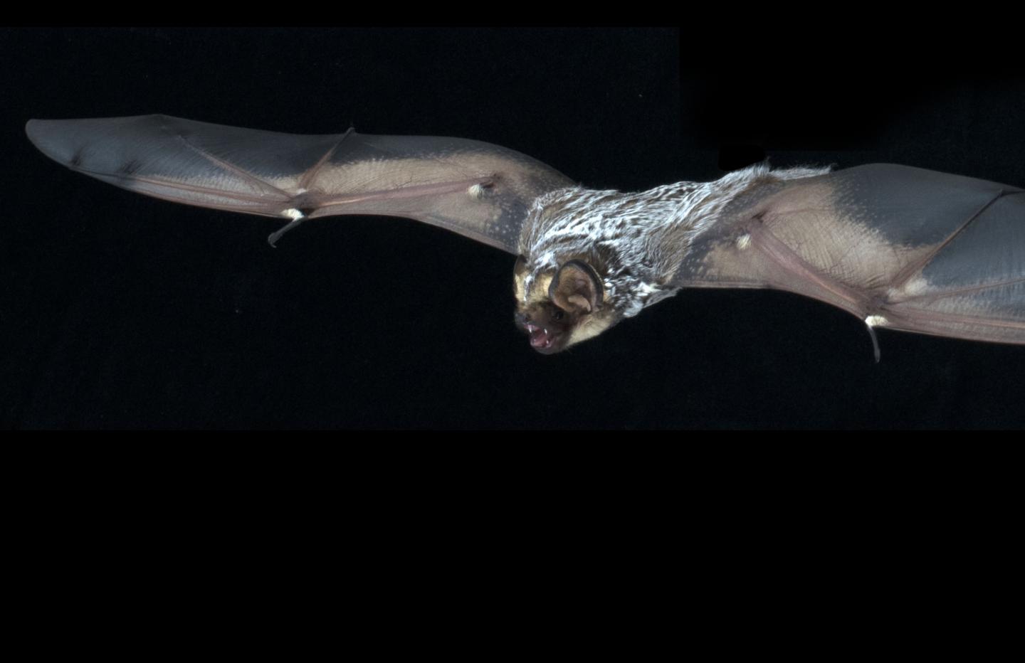 Hoary Bat
