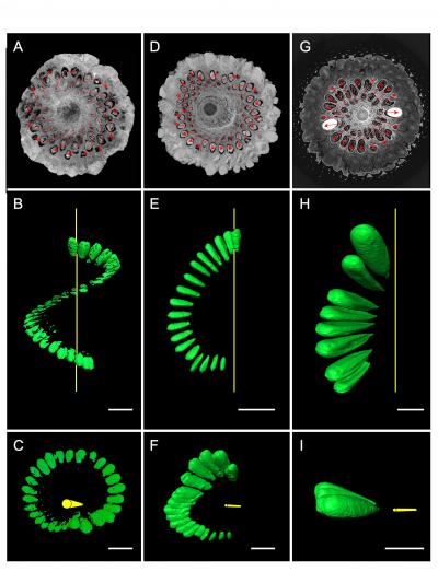 2-D and 3-D Microct Images of Fossil and Recent Cones
