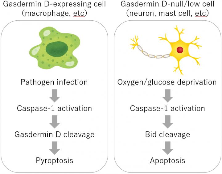 Figure 2: Mechanism of the Two Modes of Programmed Cell Death Induced by Caspase-1