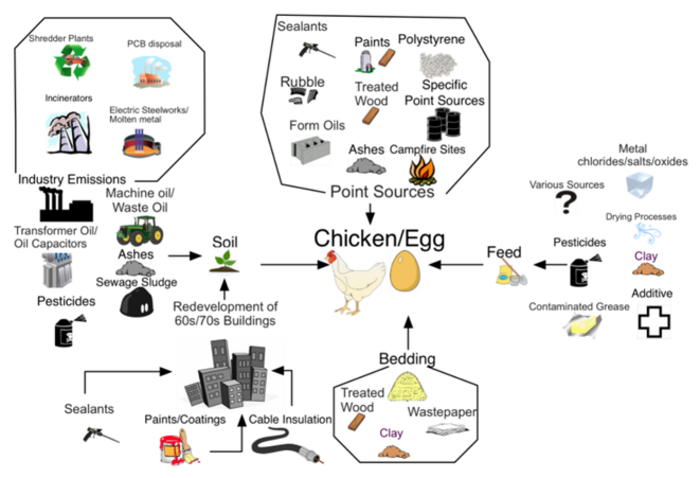 The major pathways by which chickens are exposed to PCDD/FS and PCBs