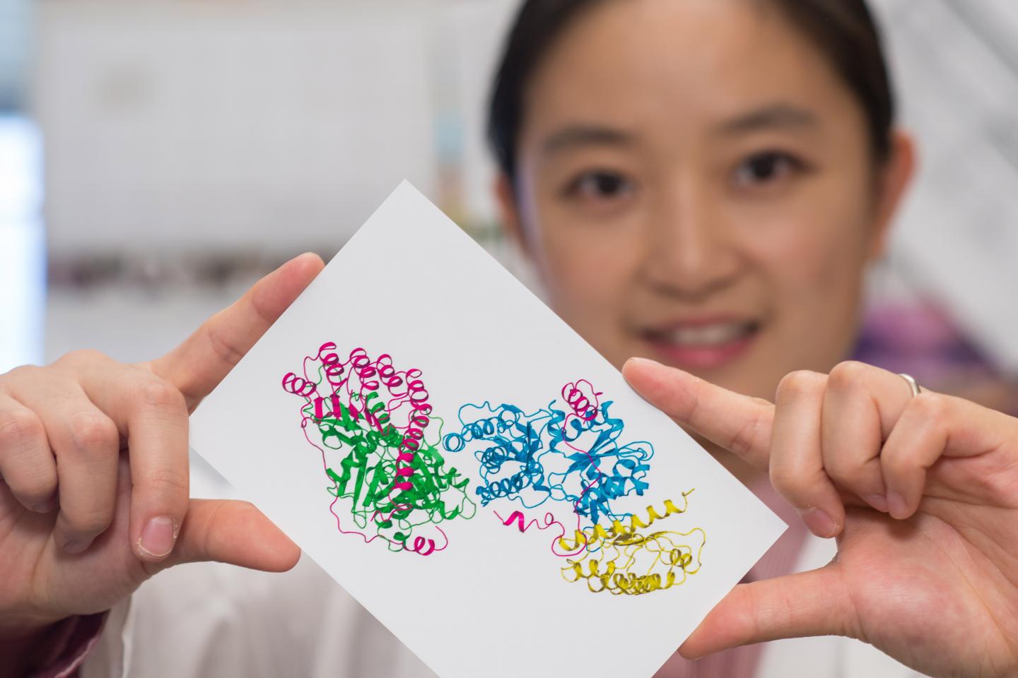 Xiaorui Chen, Baylor College of Medicine