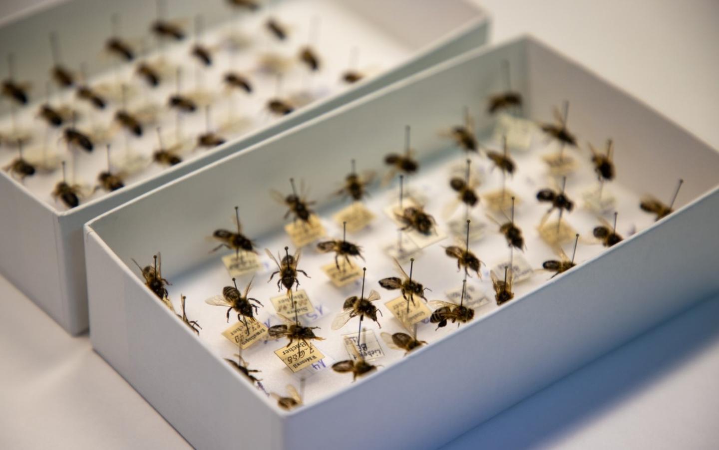 Bee specimens from the Natural History Museum in Bern, Switzerland.