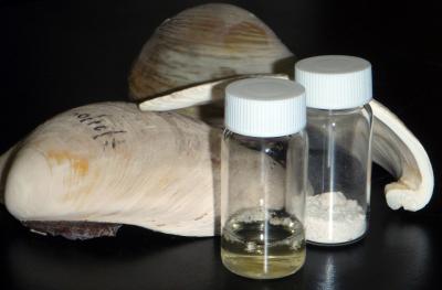 <i>Mercenaria mercenaria</i> Have Tales to Tell