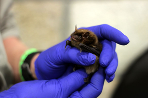 Brown bat