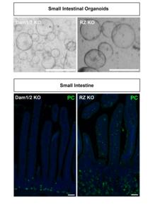 Loss of Daam1 & Rnf43 in organoids and intestine