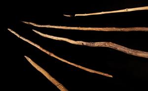 Spears from Schöningen in the exhibition at the Forschungsmuseum Schöningen