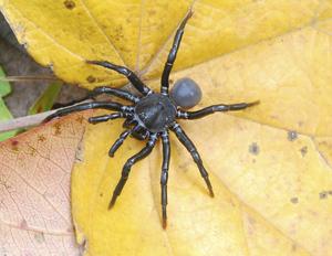 Ummidia solana, male