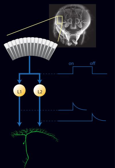 <I>Drosophila</I> Visual System