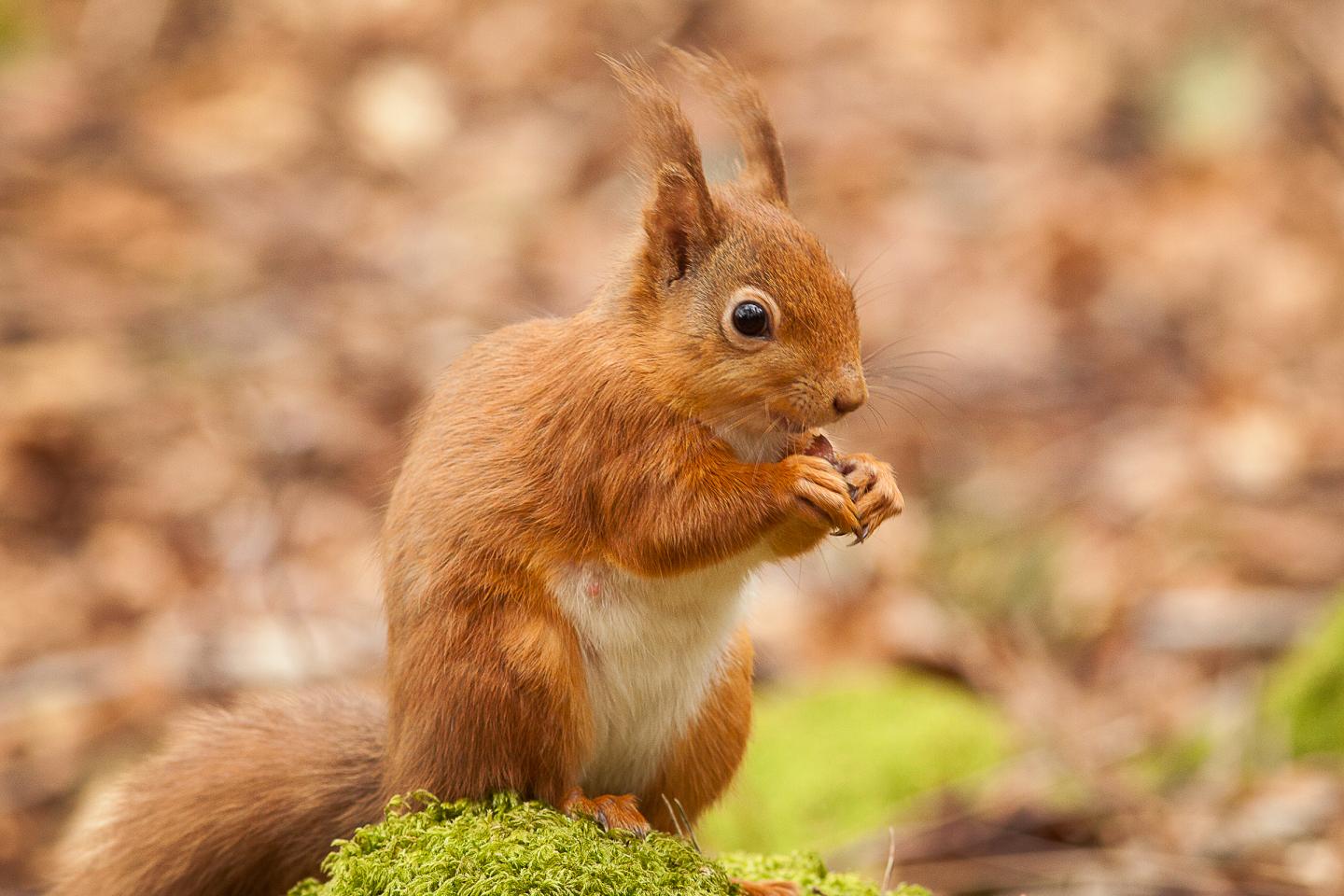 European Red Squirrel