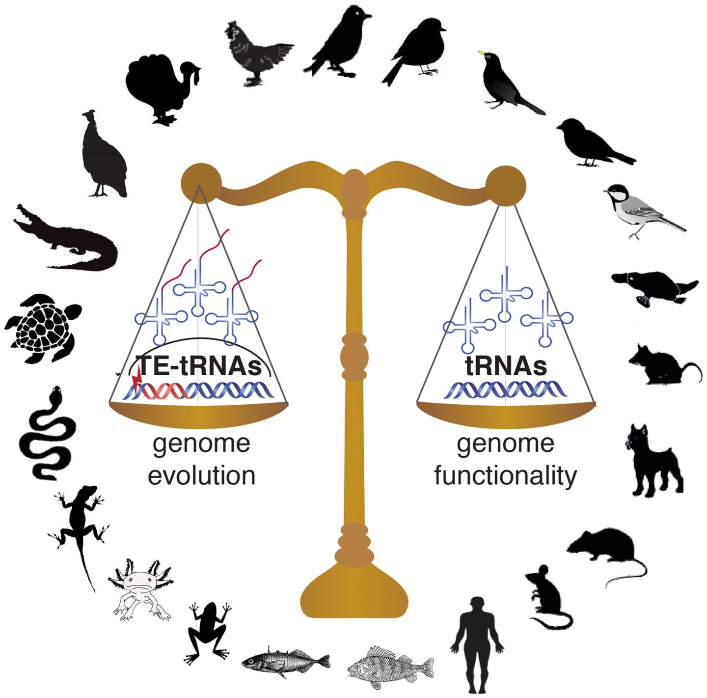 tRNA Genes in Balance