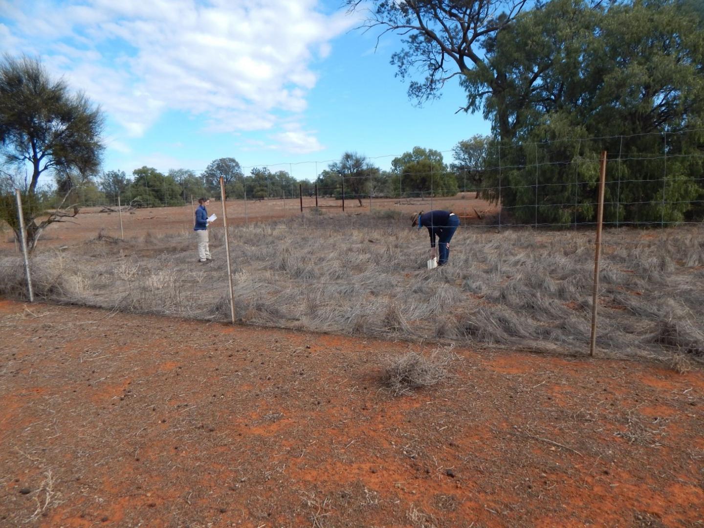 Kangaroo Exclosure at Yathong Nature Reserve