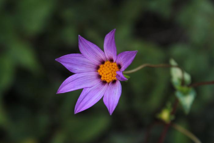 Dahlia gypsicola