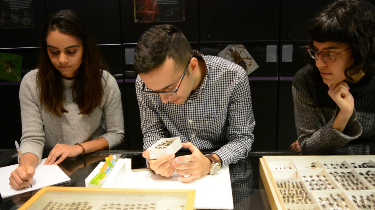 UBC Undergraduate Students Examine Beetle Collection