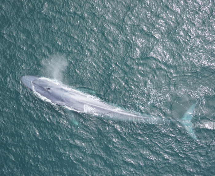 Drone footage of a blue whale in Monterey Bay, California