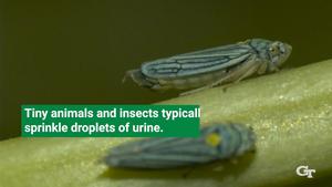 Cicadas' unique urination unlocks new underst - Vimarsana News