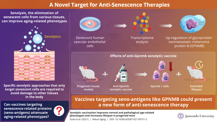 A Novel Target for Anti-Senescence Therapies