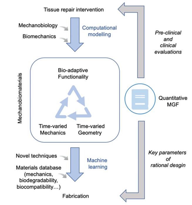 A closed-loop workflow of designing mechanobiomaterials