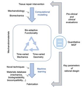 A closed-loop workflow of designing mechanobiomaterials