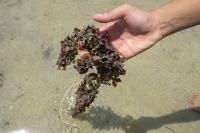Red Sea Seaweeds