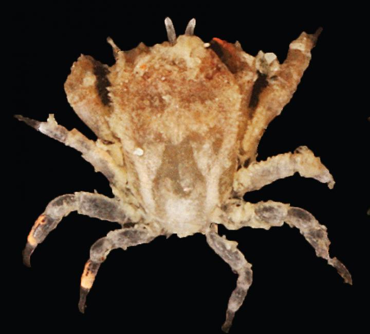 <I>Lithoscaptus semperi</I>