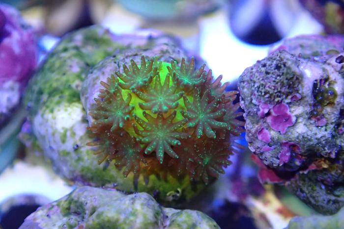 A three months old stony coral Acropora millepora