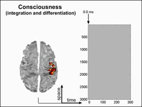 Brain Complexity Offers Clues to Levels of Consciousness (1 of 3)