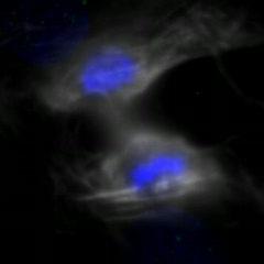 Chromosome Segregation Errors Provide Two Rou Biology Diagrams